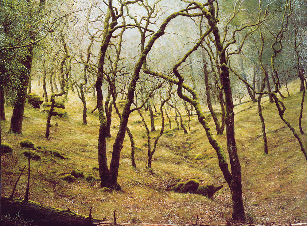 California Oak | Thomas Creed, Fine Artist